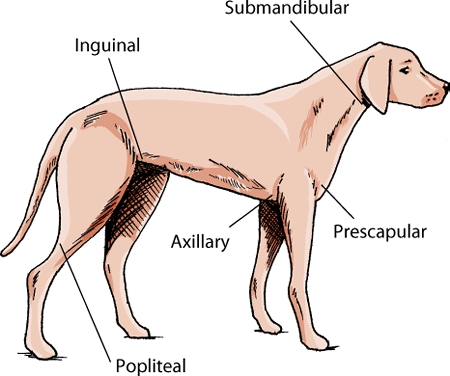 Location of lymph nodes in the dog
