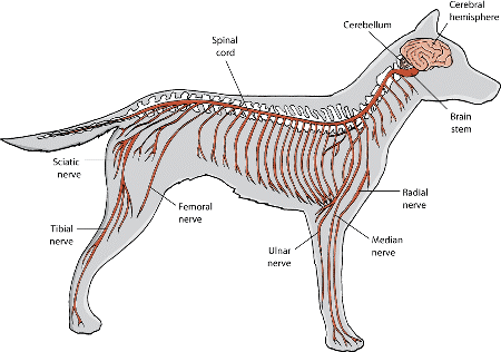 The nervous system of the dog.
