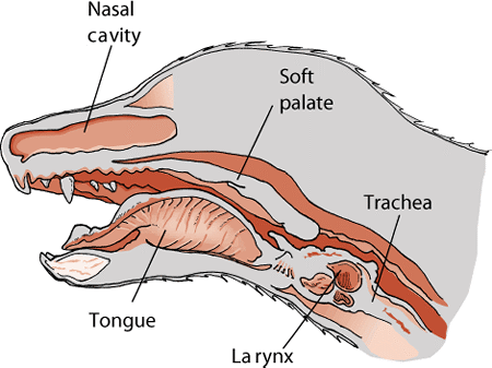 The nose and throat of a dog