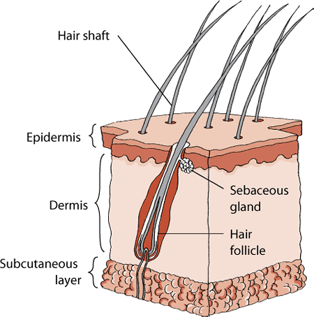 The anatomy of a dog’s skin includes 3 major layers, as well as hair follicles and sebaceous glands.