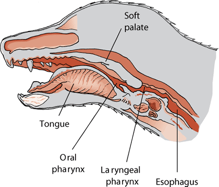 The throat and pharynx in a dog.
