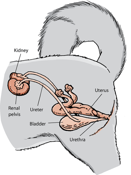 Urinary system in female dogs