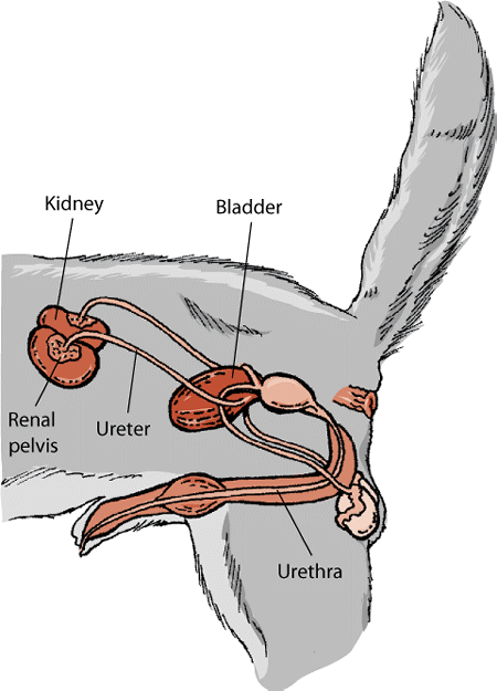 The urinary system in male dogs
