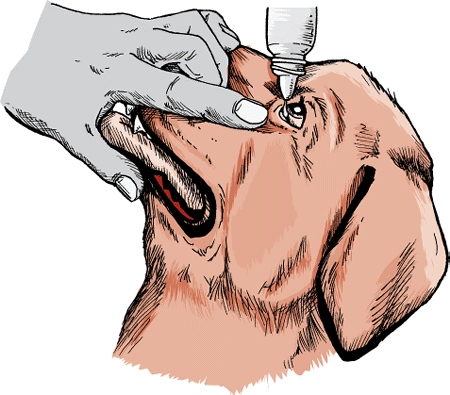 Your veterinarian can demonstrate the proper way to administer eye drops.