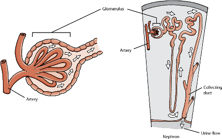 This microscopic view of the kidney shows how the glomeruli help filter blood.