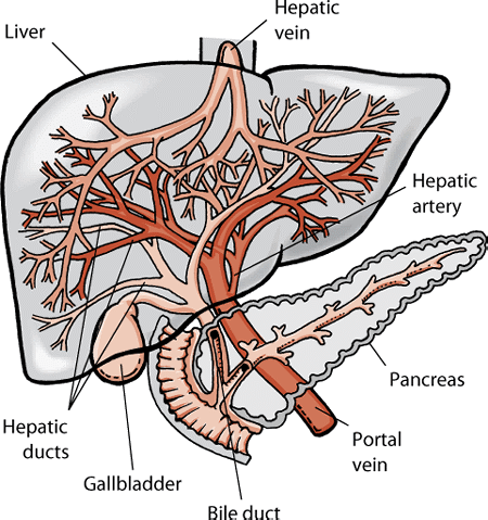 The liver, gallbladder, and pancreas of a dog