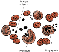 Phagocytes are white blood cells that engulf and then kill invaders, such as bacteria, in a process called phagocytosis.