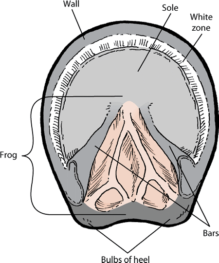 Anatomy of the hoof