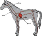 Introduction to Heart and Blood Vessel Disorders of Horses