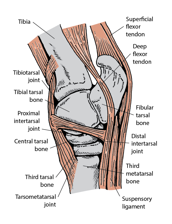Side view of hock joint