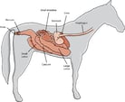 Introduction to Digestive Disorders of Horses