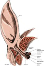Ear Structure and Function in Horses