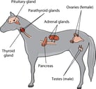 Introduction to Hormonal Disorders of Horses