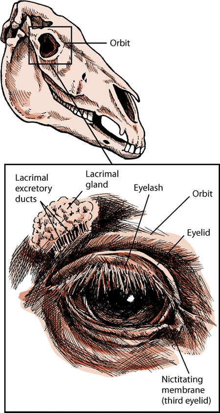 Eye Structure and Function in Horses - Horse Owners - MSD Veterinary Manual