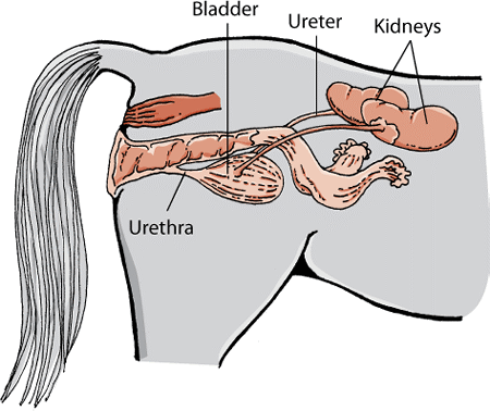 Urinary system in a female horse