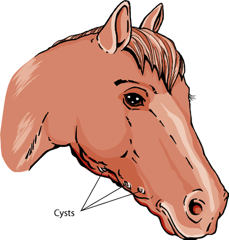Horse head cysts