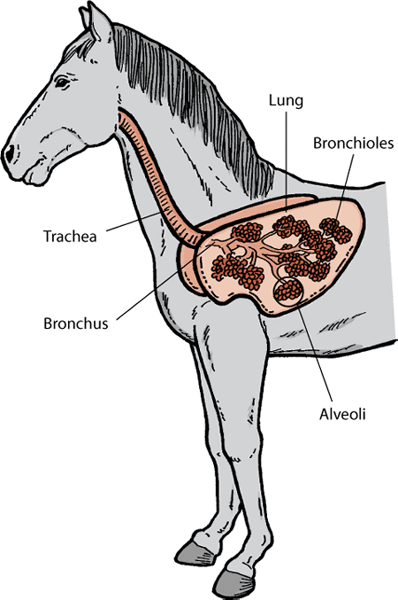 The lungs and airways in a horse