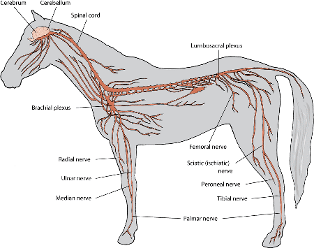 The nervous system of the horse
