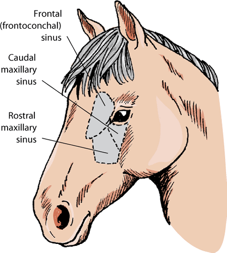 The paranasal sinuses in the horse