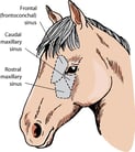 Disorders of the Paranasal Sinuses in Horses