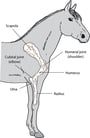 Disorders of the Shoulder and Elbow in Horses