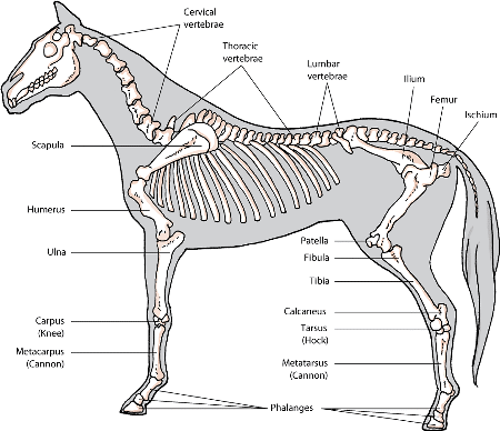 The skeleton of the horse