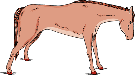 A horse with tetanus often has a typical “sawhorse” stance.