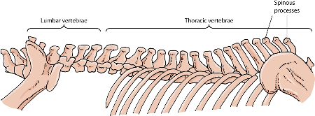 The vertebrae of the horse’s spine