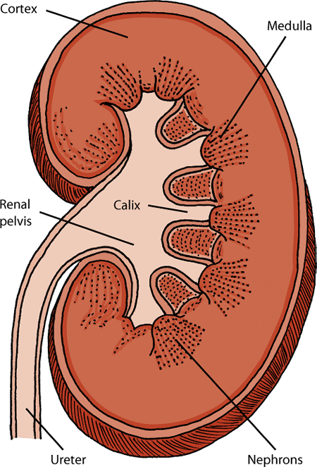 The kidneys consist of an outer part (cortex) and an inner part (medulla). The nephrons filter the blood and produce urine.