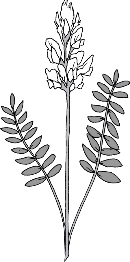 Longterm ingestion of locoweed plants (<i >Astragalus</i> or <i >Oxytropis</i> species) causes a metabolic storage disease that affects the central nervous system of horses.