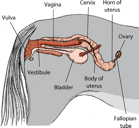 The Gonads and Genital Tract of Horses - Horse Owners - MSD Veterinary  Manual