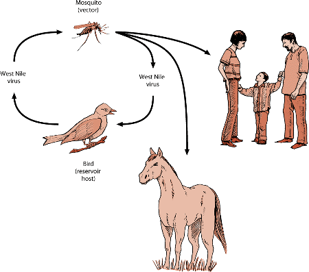 The transmission cycle of West Nile virus. Mosquitoes are the disease vector, and birds are the reservoir hosts. Horses and people are incidentally infected.
