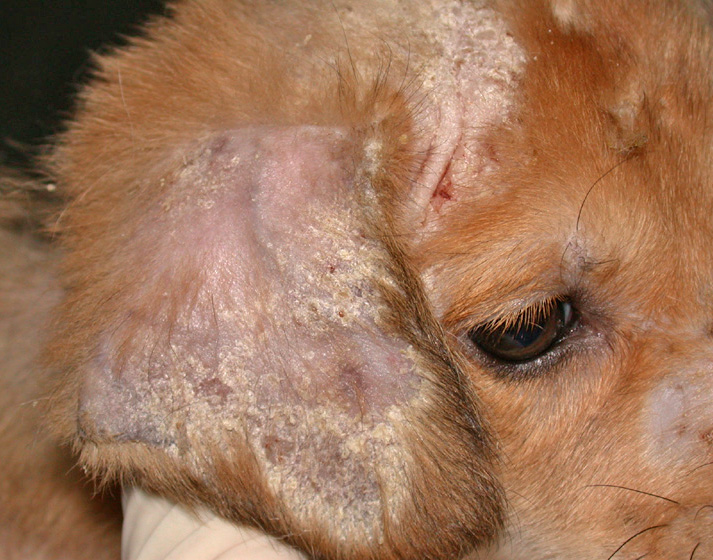 Dermatophytosis in Dogs and Cats - Integumentary System - MSD Veterinary  Manual