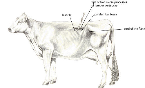 Cannulation of Rumen, Cow