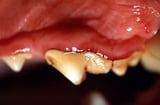 Periodontal Disease in Small Animals