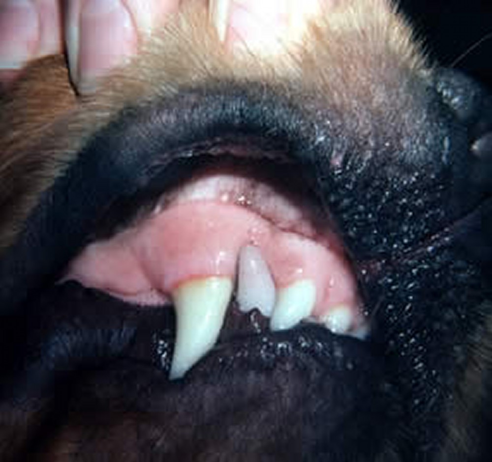 Endodontic Disease in Small Animals - Digestive System - MSD Veterinary  Manual