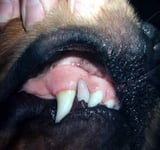 Endodontic Disease in Small Animals