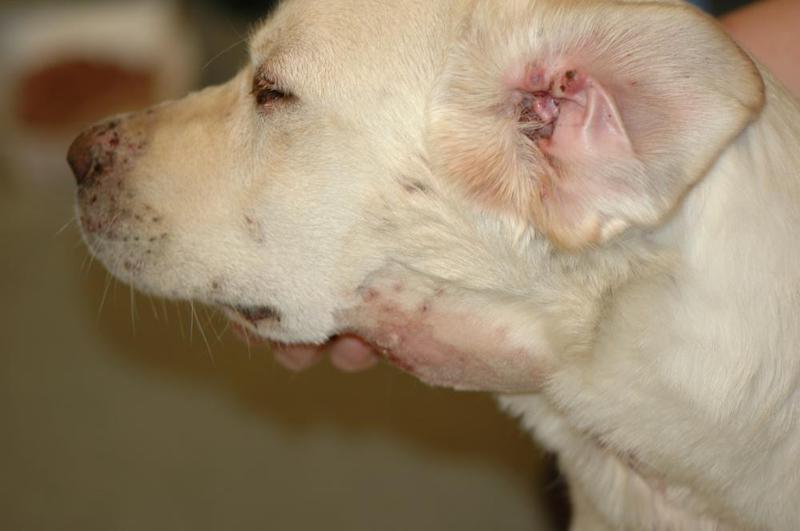 Image: Canine juvenile cellulitis - MSD Veterinary Manual