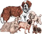 Description and Physical Characteristics of Dogs
