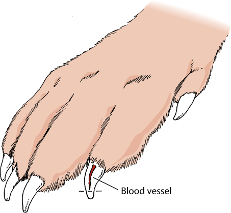 Proper trimming of the nails is important. Avoid cutting the blood vessel that runs through the nail.