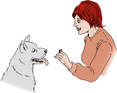 Giving a small food treat is a good way to reward your dog for obeying a command.