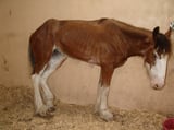 Equine Dysautonomia