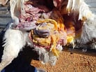 Egg Peritonitis in Poultry