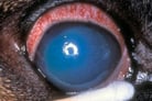 Glaucoma in Animals