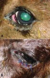 Eyelids in Animals