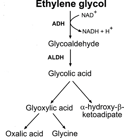 Ethylene Glycol Toxicosis in Animals