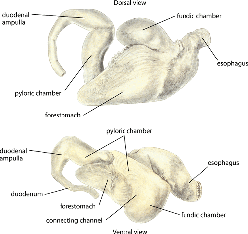 Stomach, dolphin