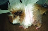 Antibiotic Dosages for Use in Guinea Pigs