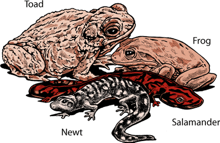 There are many different types of amphibians, including frogs, toads, salamanders, and newts.