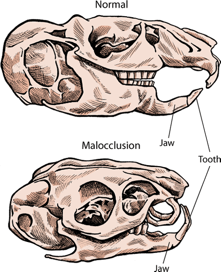 Malocclusion can lead to weight and appetite loss.